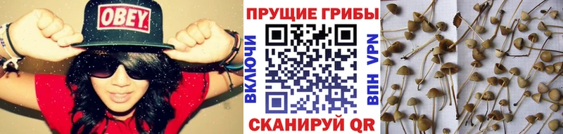 Псилоцибиновые грибы мицелий  Полярные Зори 